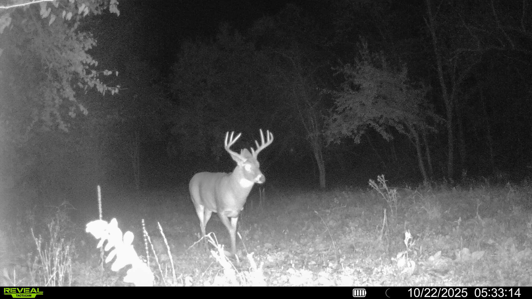 Prime Crawford County Hunting Land with Electric & Legendary Big Buck Potential