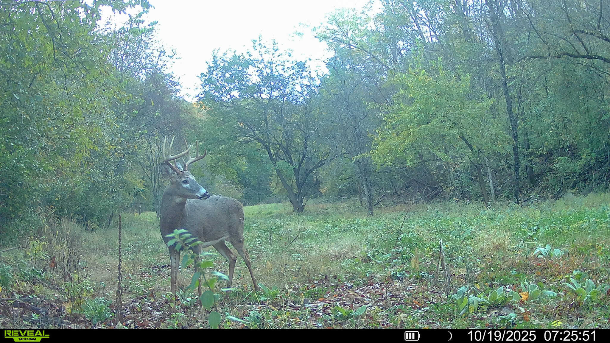 Prime Crawford County Hunting Land with Electric & Legendary Big Buck Potential