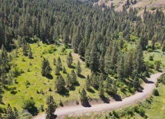 Timbered Hunting & Recreational Paradise in White Bird, ID – Prime Buildable Acreage
