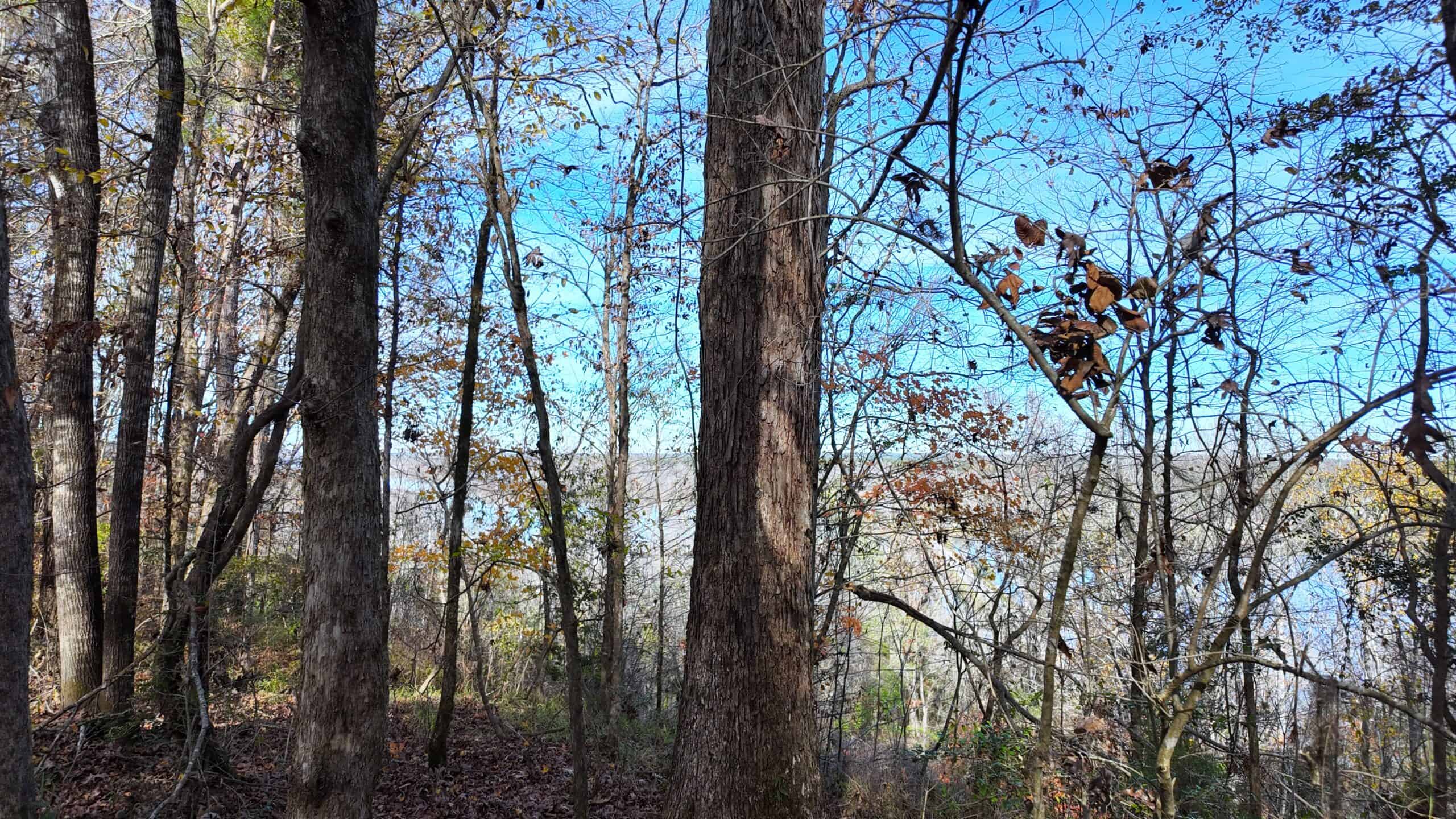 188 Acres for Sale in the Alabama River Bluff