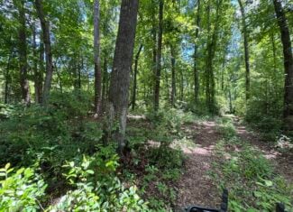 Situated along the scenic Jackson Branch in Allendale Cty is 98+/- acres