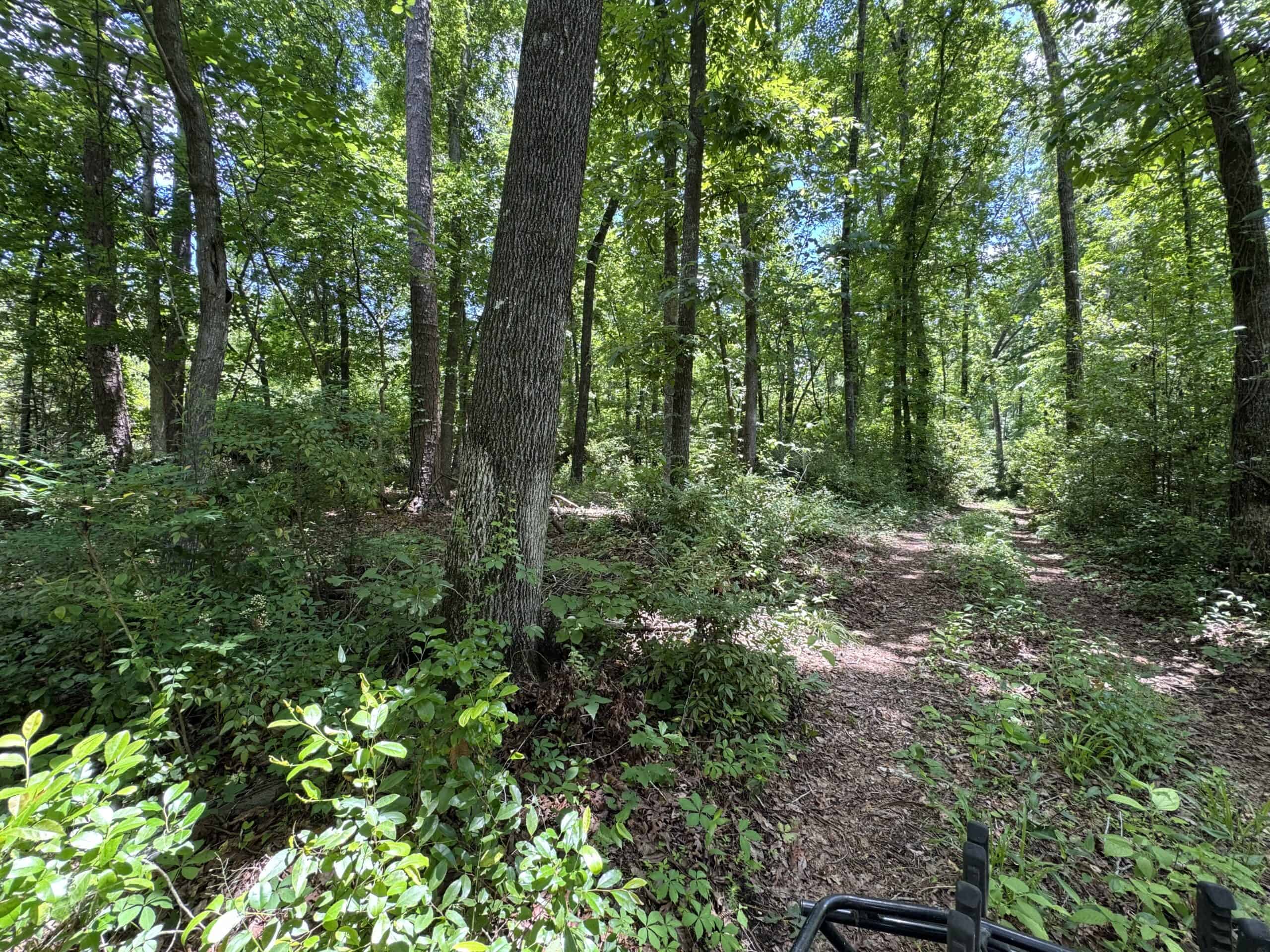 Situated along the scenic Jackson Branch in Allendale Cty is 98+/- acres