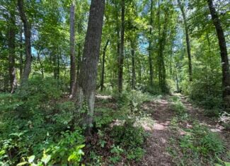 Situated along the scenic Jackson Branch in Allendale Cty is 98+/- acres