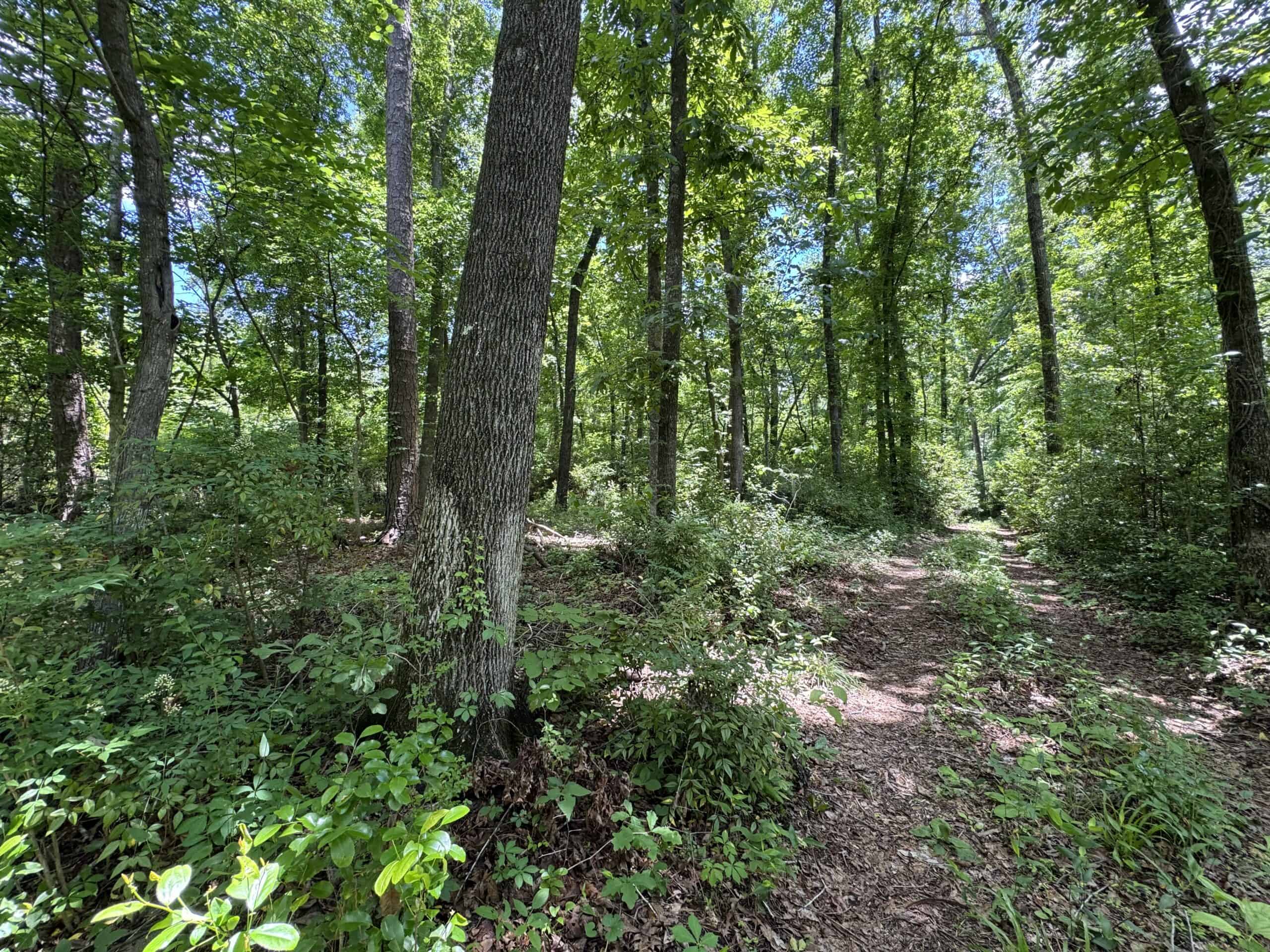Situated along the scenic Jackson Branch in Allendale Cty is 98+/- acres