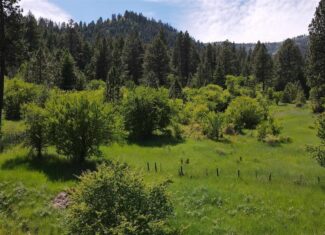 Timbered Hunting & Recreational Paradise in White Bird, ID – Prime Buildable Acreage