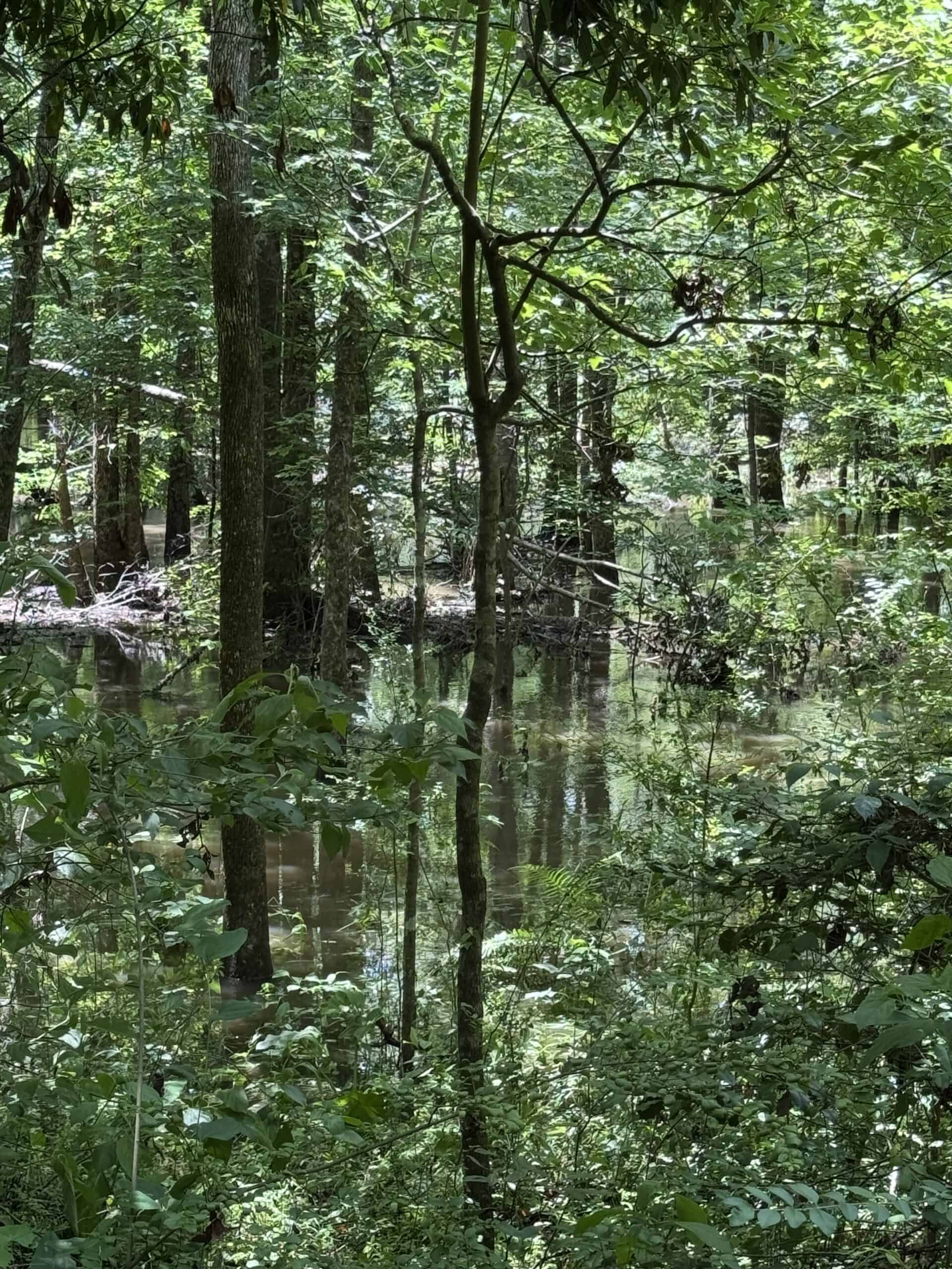 Situated along the scenic Jackson Branch in Allendale Cty is 98+/- acres