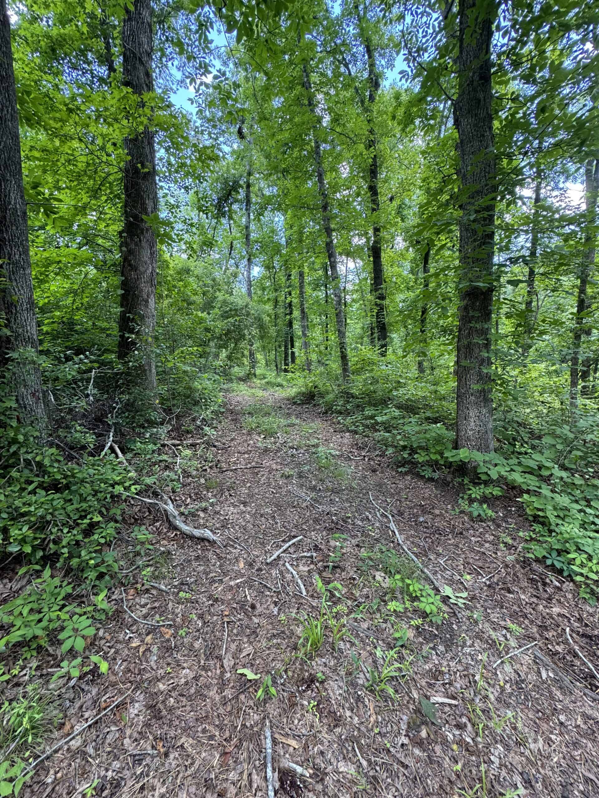 Situated along the scenic Jackson Branch in Allendale Cty is 98+/- acres