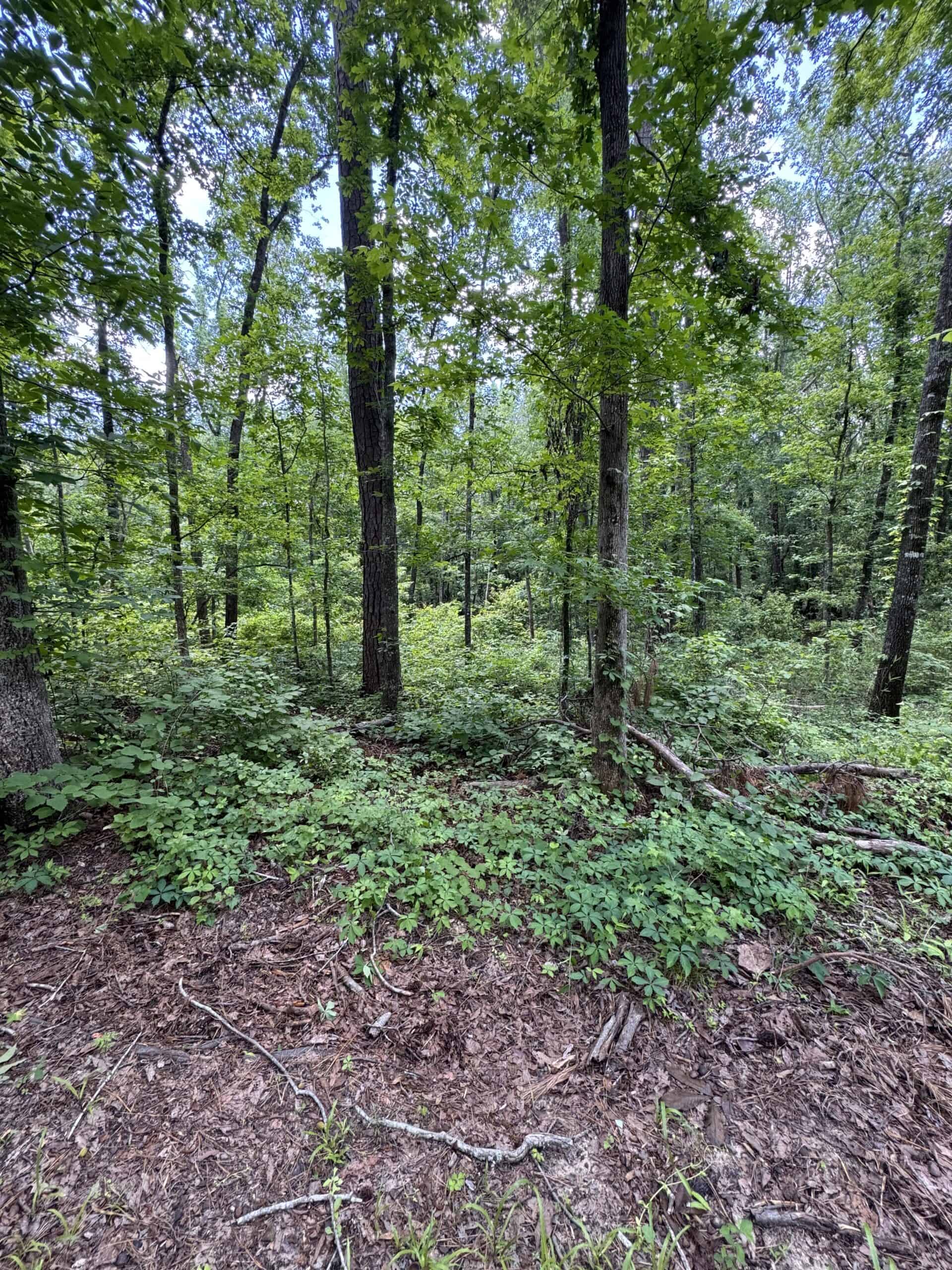 Situated along the scenic Jackson Branch in Allendale Cty is 98+/- acres