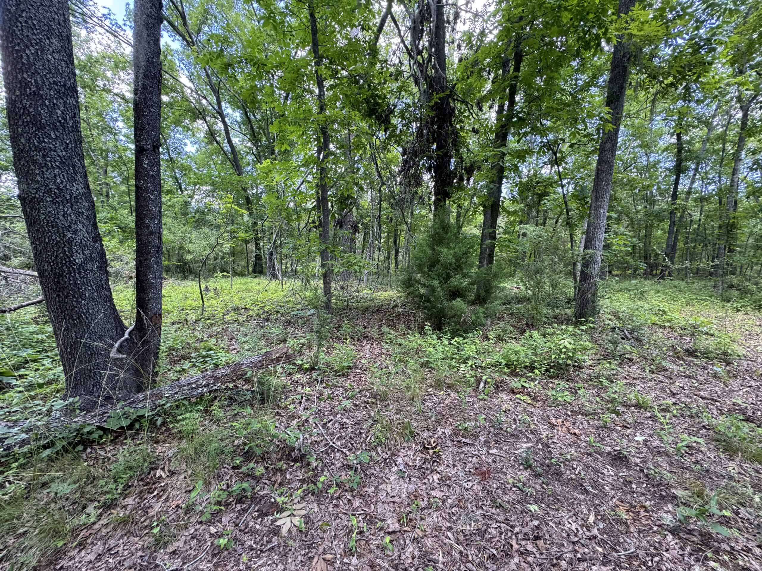 Situated along the scenic Jackson Branch in Allendale Cty is 98+/- acres