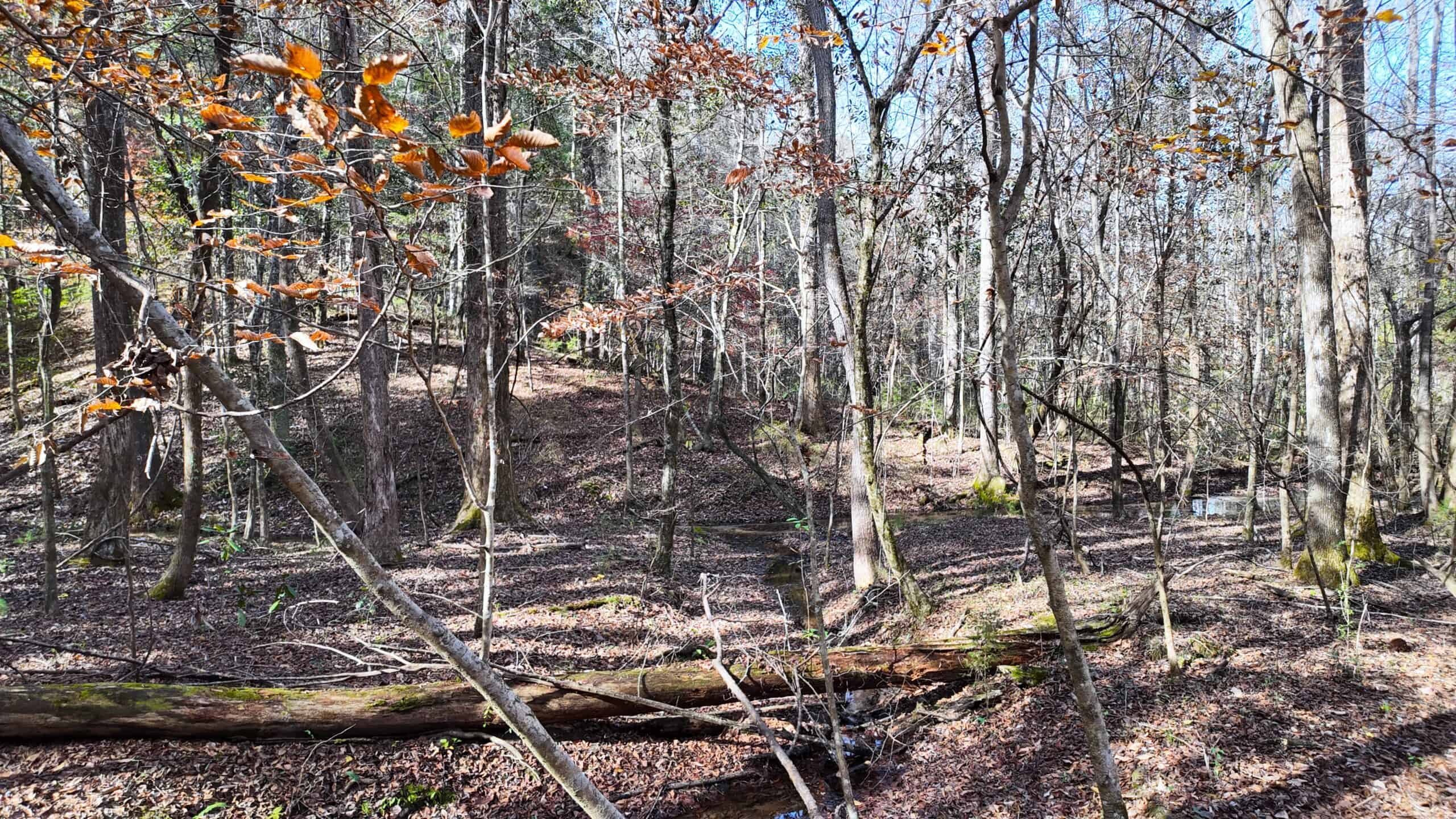 188 Acres for Sale in the Alabama River Bluff