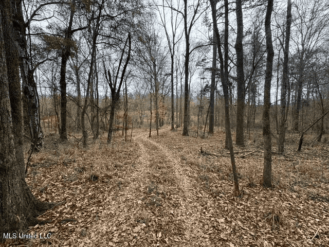 Prime Hunting/Recreation Tract near Homochitto Nat’l Forest