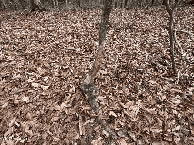 Prime Hunting/Recreation Tract near Homochitto Nat’l Forest