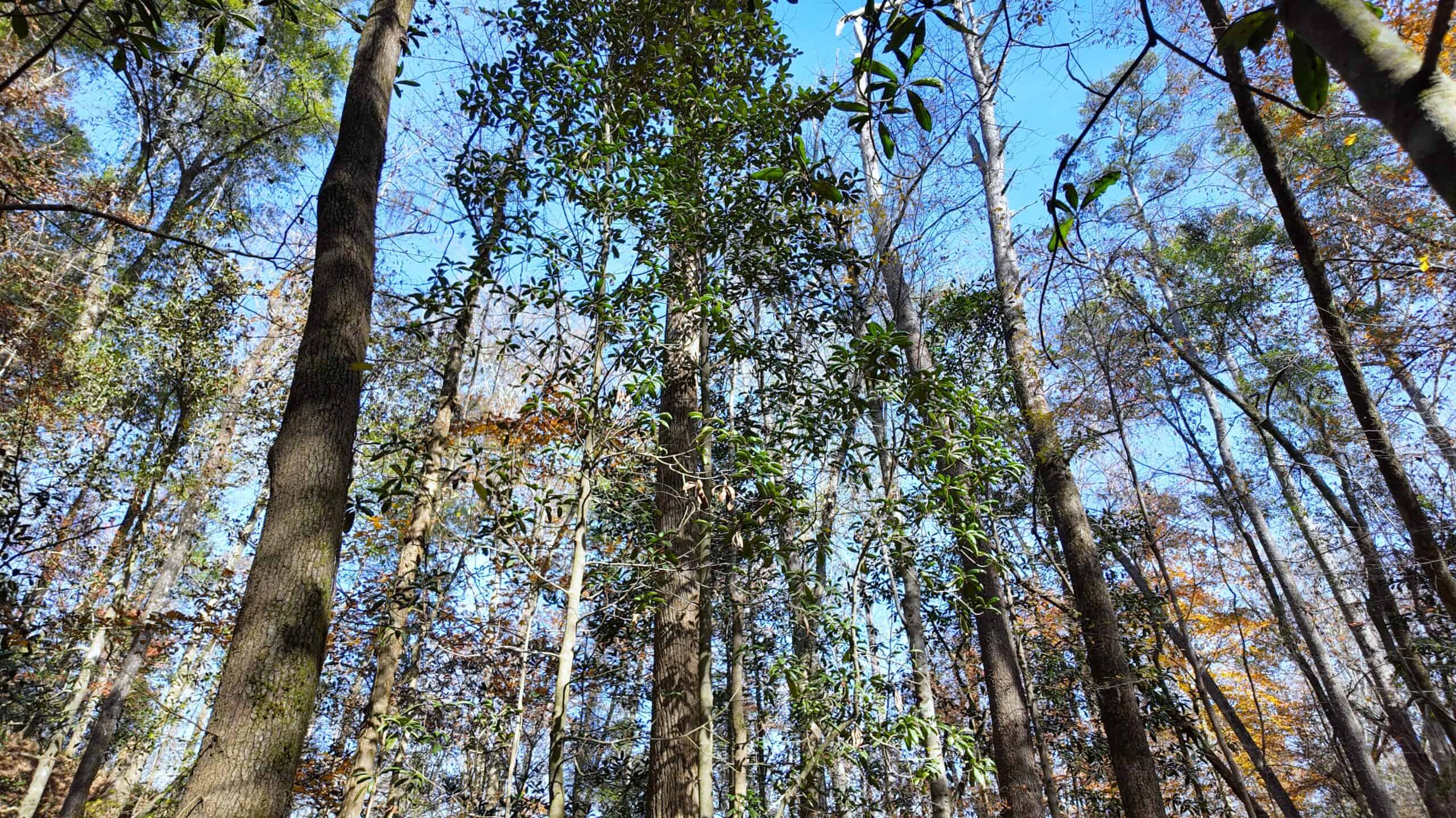 188 Acres for Sale in the Alabama River Bluff