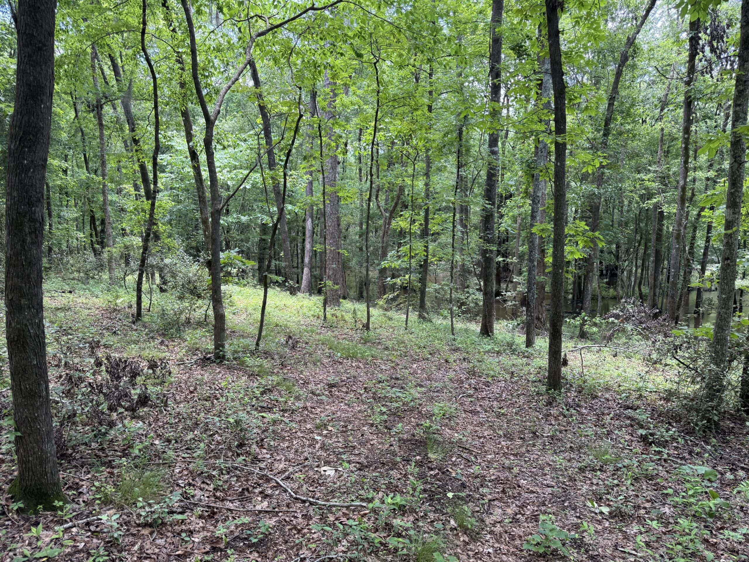 Situated along the scenic Jackson Branch in Allendale Cty is 98+/- acres