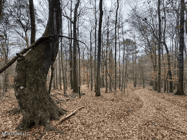 Prime Hunting/Recreation Tract near Homochitto Nat’l Forest
