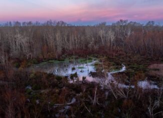 SOLD! 546-Acre Hunting Ranch for Sale | Deer, Waterfowl & Hogs | Bullard TX