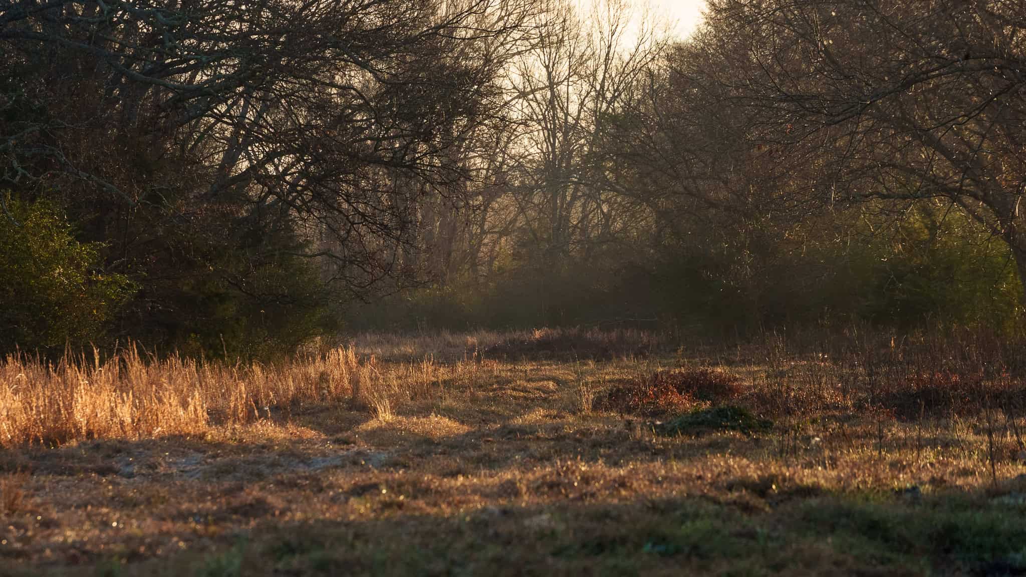 SOLD! 546-Acre Hunting Ranch for Sale | Deer, Waterfowl & Hogs | Bullard TX