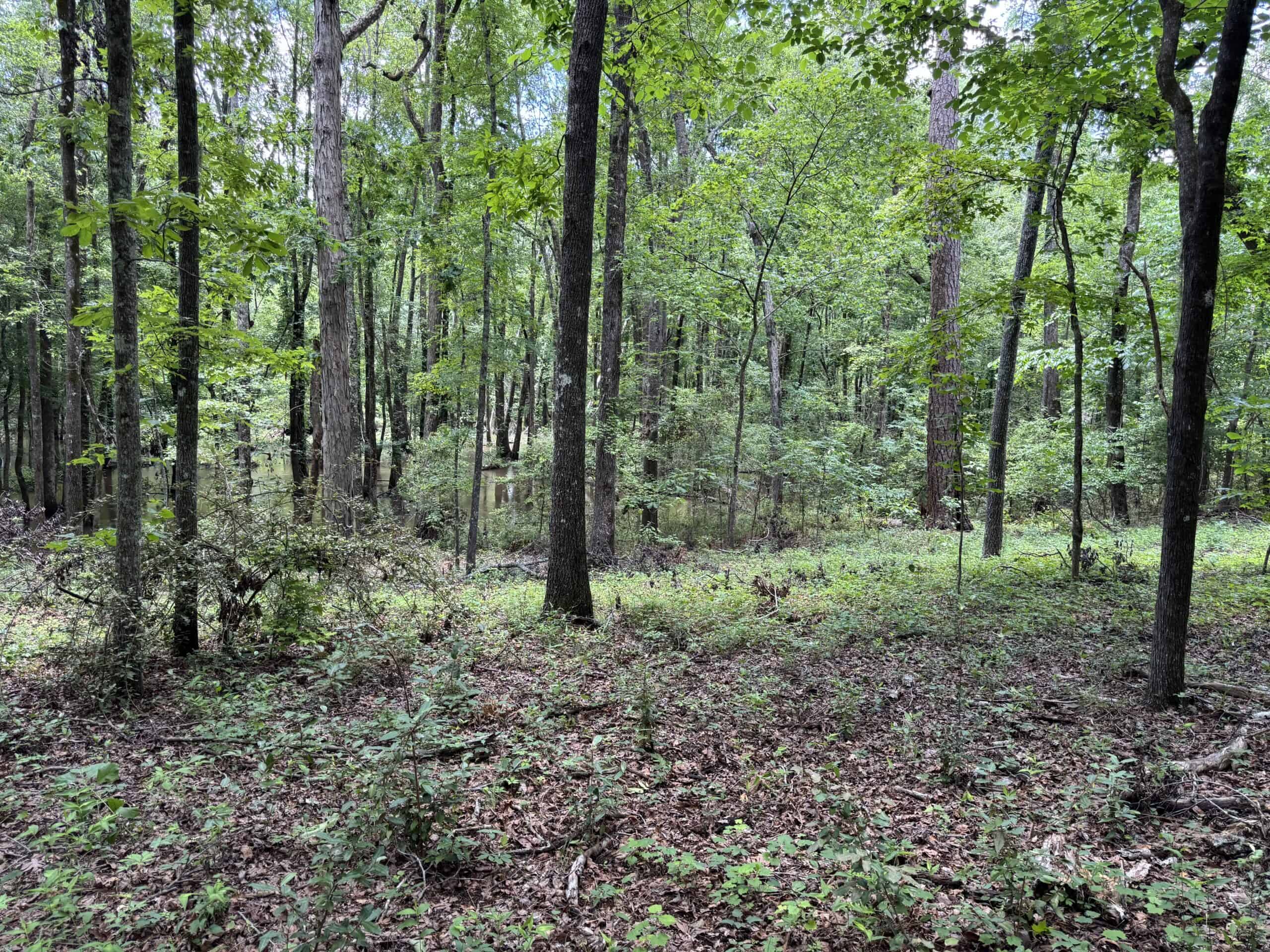 Situated along the scenic Jackson Branch in Allendale Cty is 98+/- acres