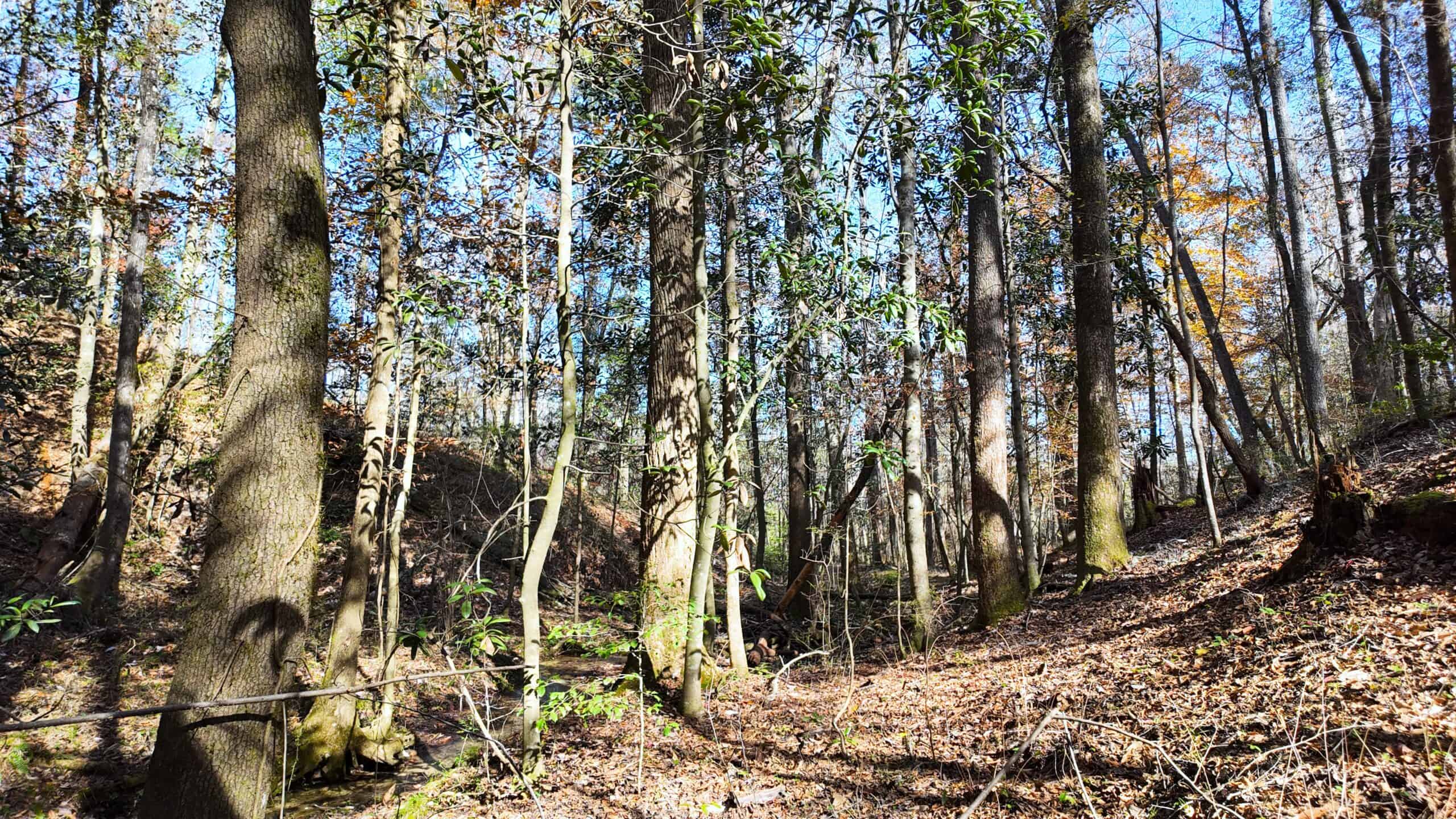 188 Acres for Sale in the Alabama River Bluff