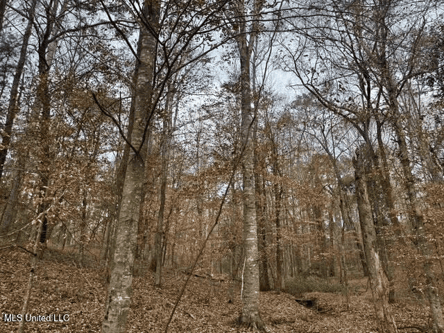 Prime Hunting/Recreation Tract near Homochitto Nat’l Forest