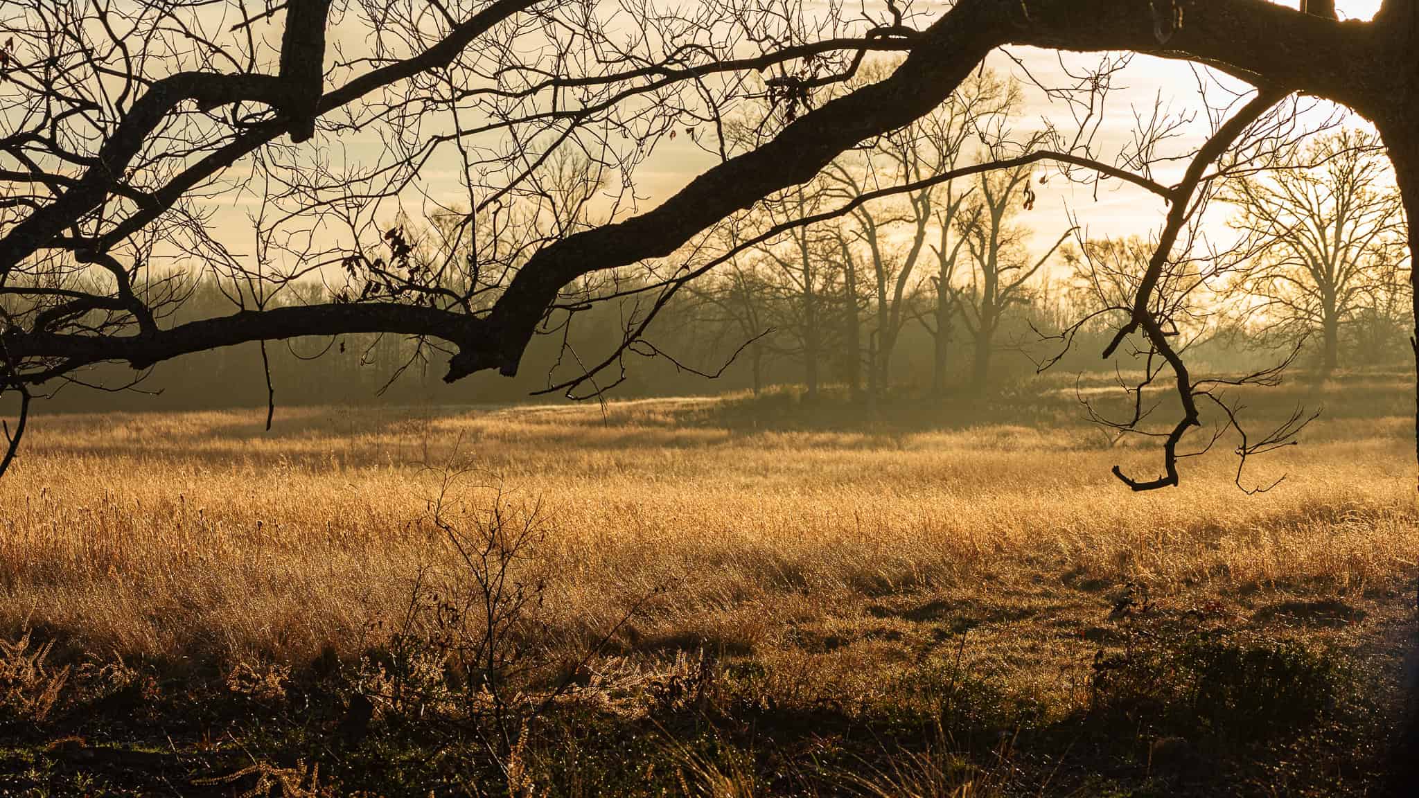 SOLD! 546-Acre Hunting Ranch for Sale | Deer, Waterfowl & Hogs | Bullard TX