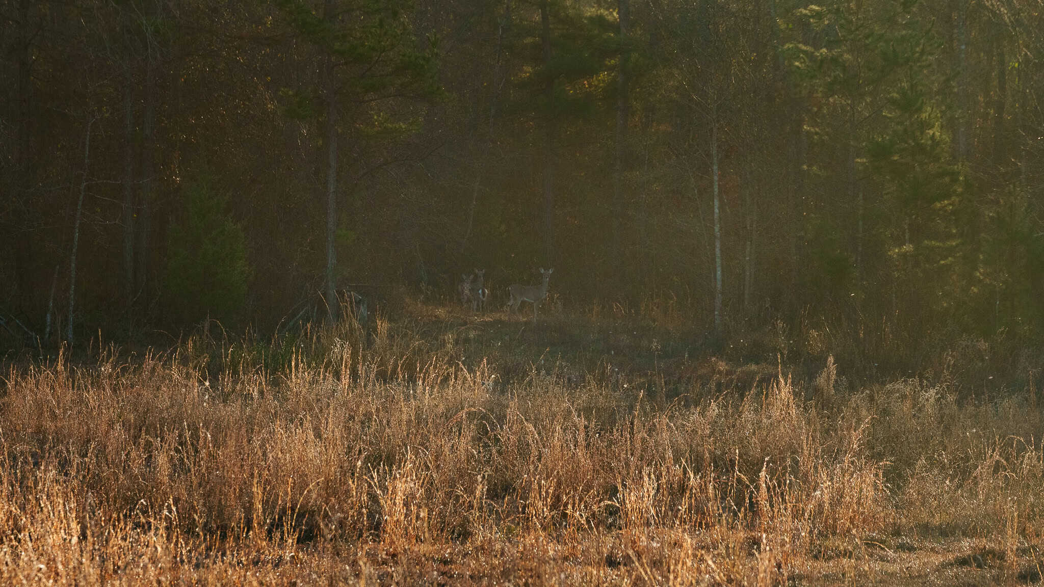 SOLD! 546-Acre Hunting Ranch for Sale | Deer, Waterfowl & Hogs | Bullard TX