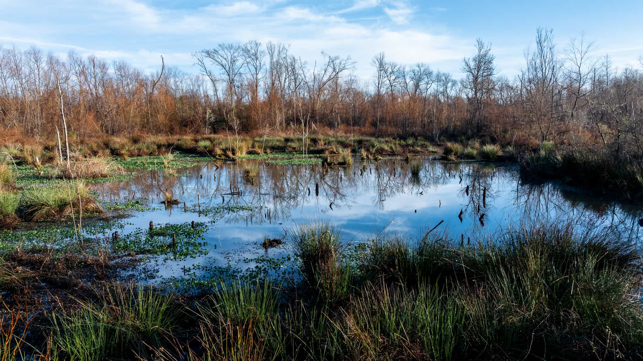 SOLD! 546-Acre Hunting Ranch for Sale | Deer, Waterfowl & Hogs | Bullard TX