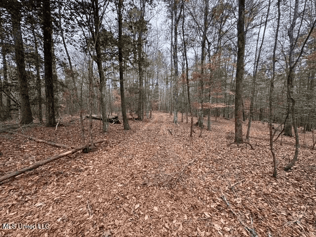 Prime Hunting/Recreation Tract near Homochitto Nat’l Forest