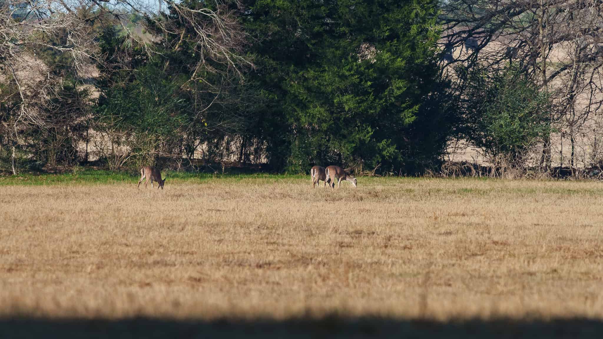 SOLD! 546-Acre Hunting Ranch for Sale | Deer, Waterfowl & Hogs | Bullard TX
