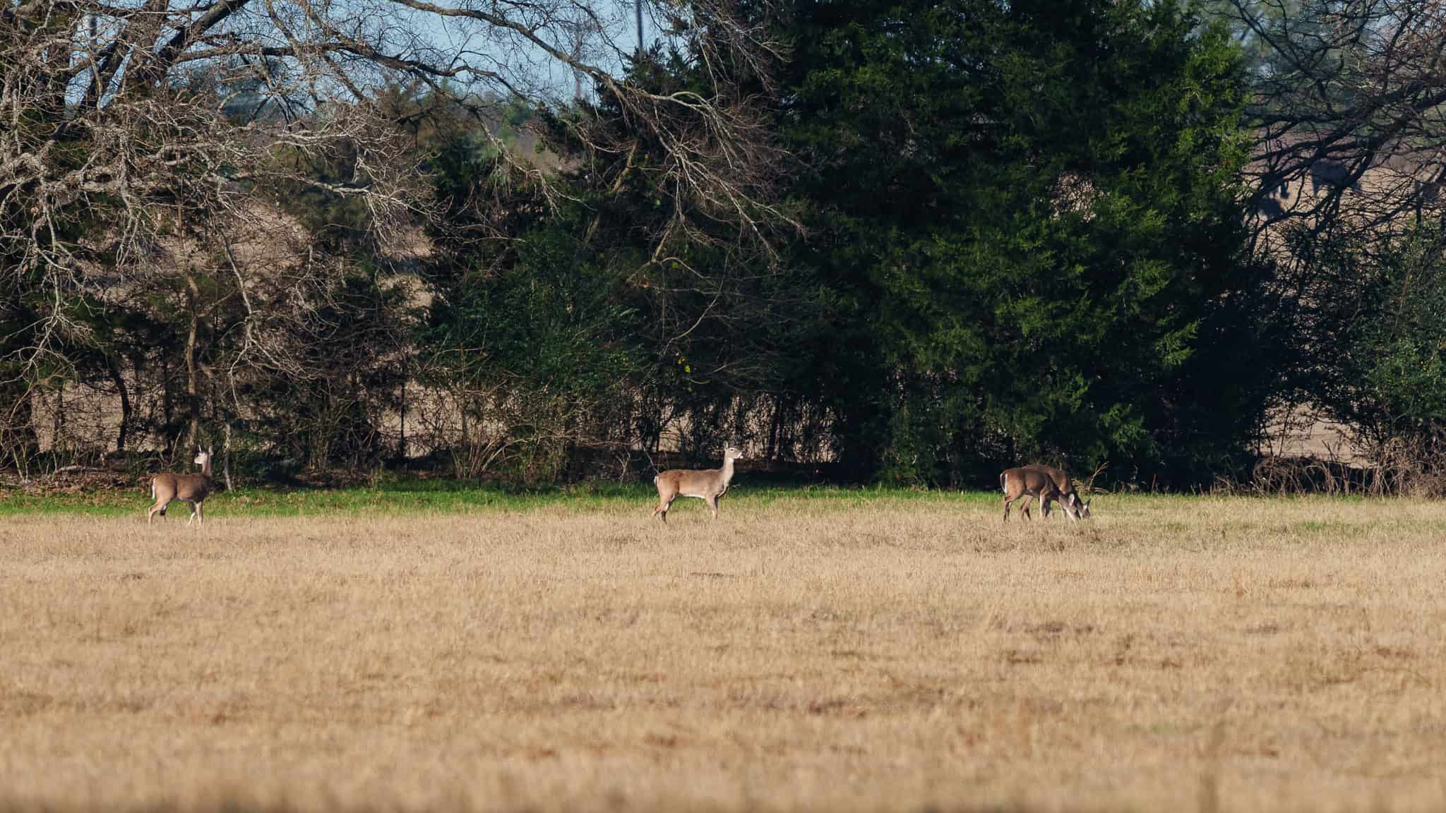 SOLD! 546-Acre Hunting Ranch for Sale | Deer, Waterfowl & Hogs | Bullard TX