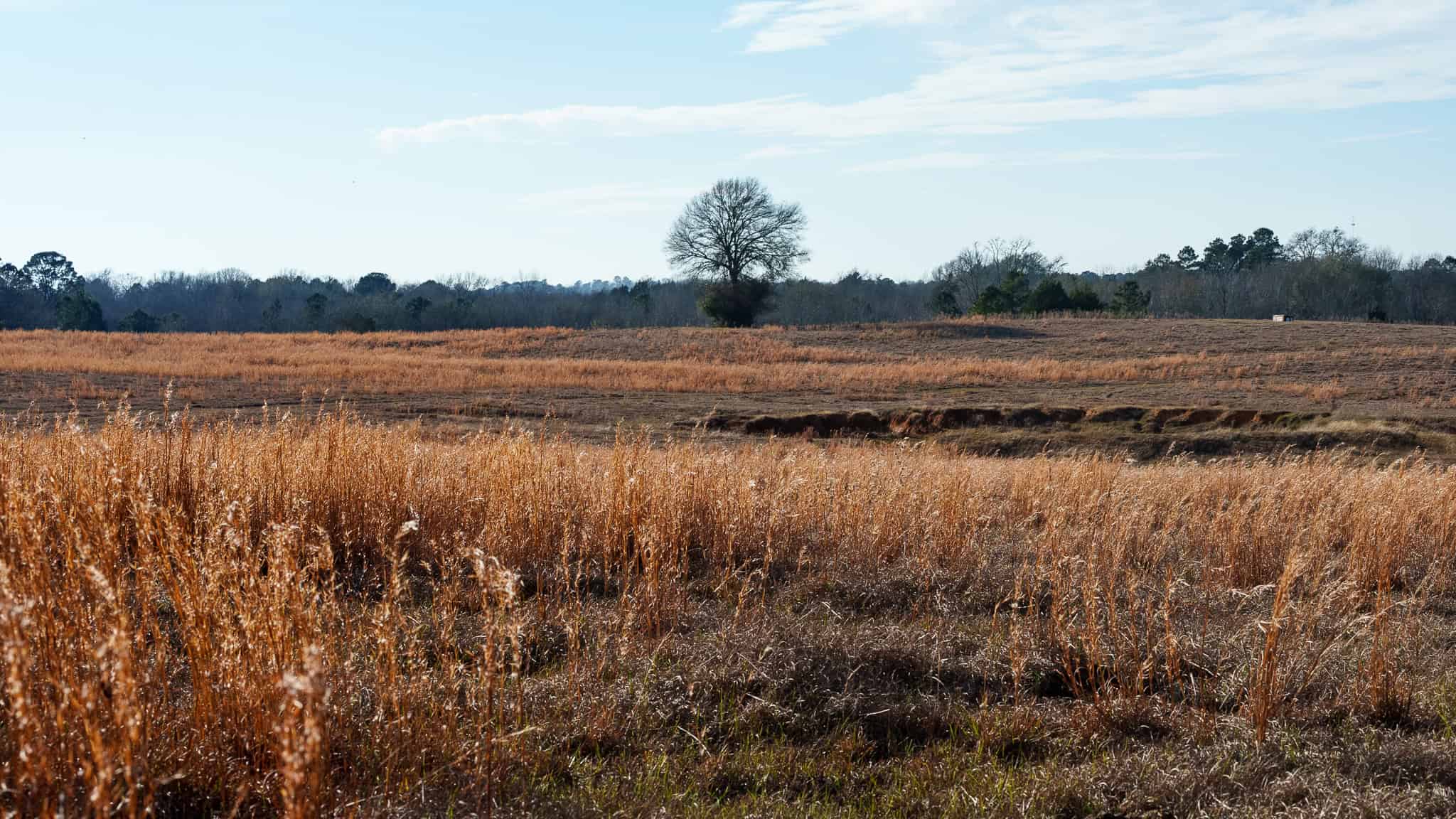 SOLD! 546-Acre Hunting Ranch for Sale | Deer, Waterfowl & Hogs | Bullard TX