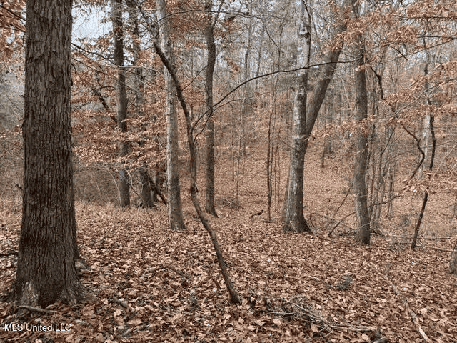 Prime Hunting/Recreation Tract near Homochitto Nat’l Forest