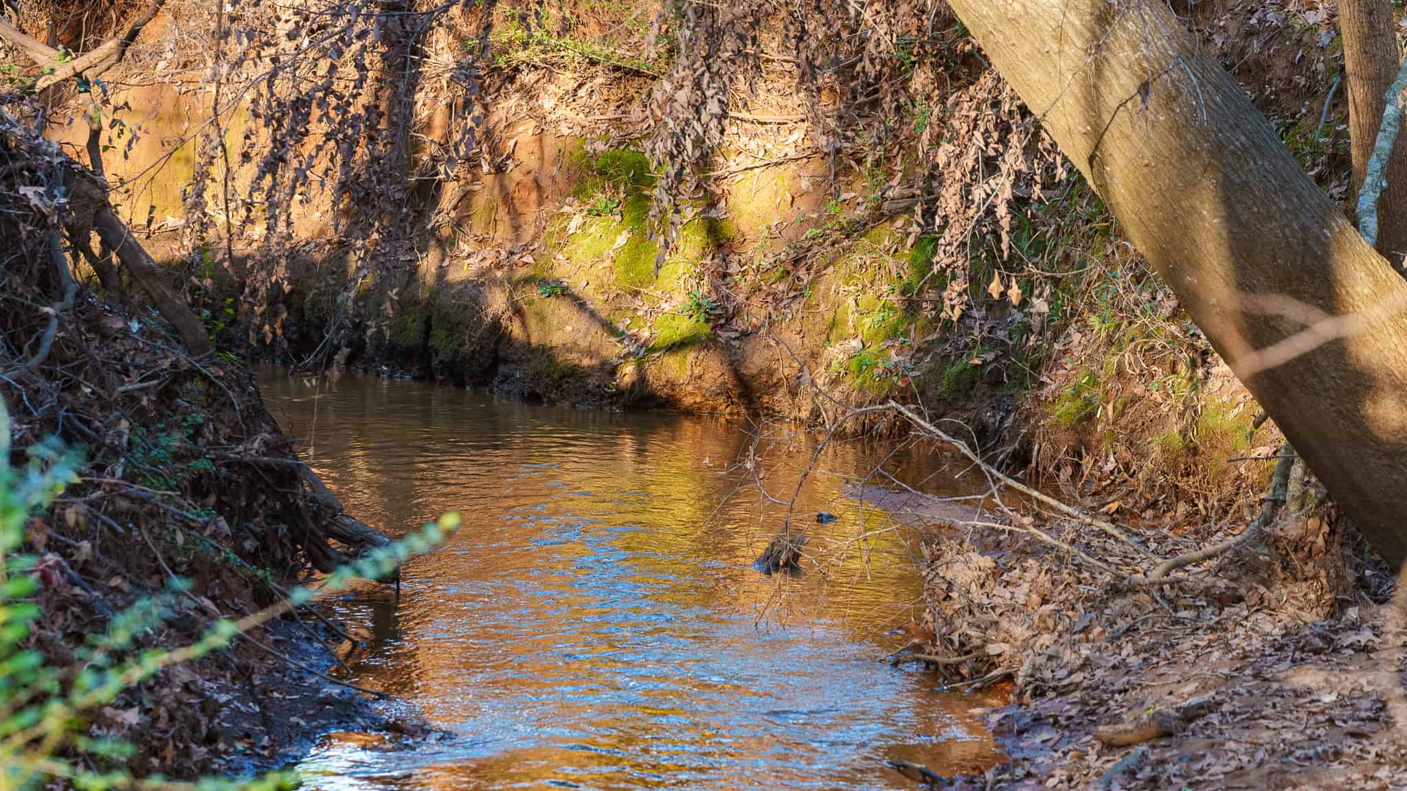 SOLD! 546-Acre Hunting Ranch for Sale | Deer, Waterfowl & Hogs | Bullard TX