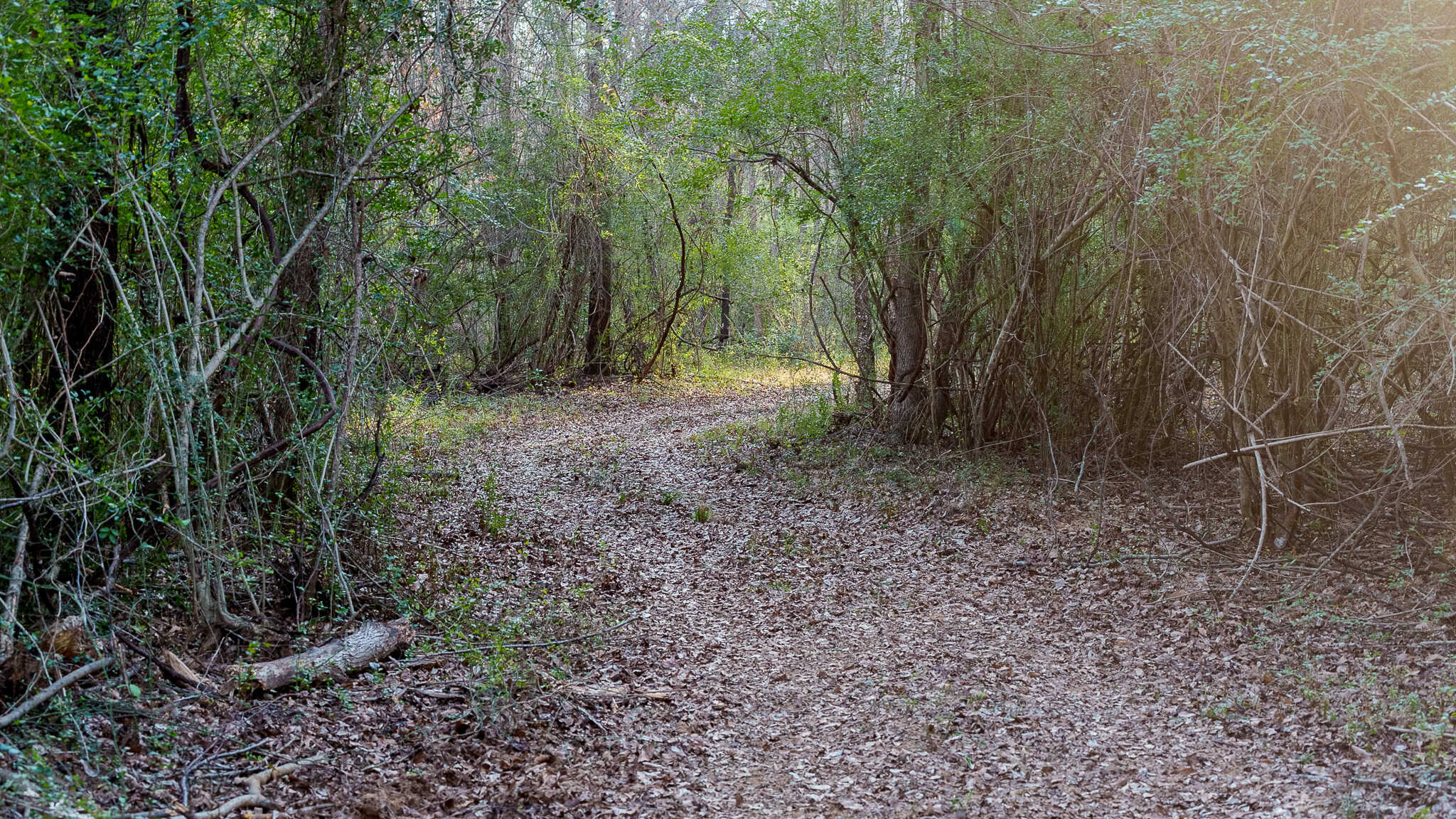 SOLD! 546-Acre Hunting Ranch for Sale | Deer, Waterfowl & Hogs | Bullard TX