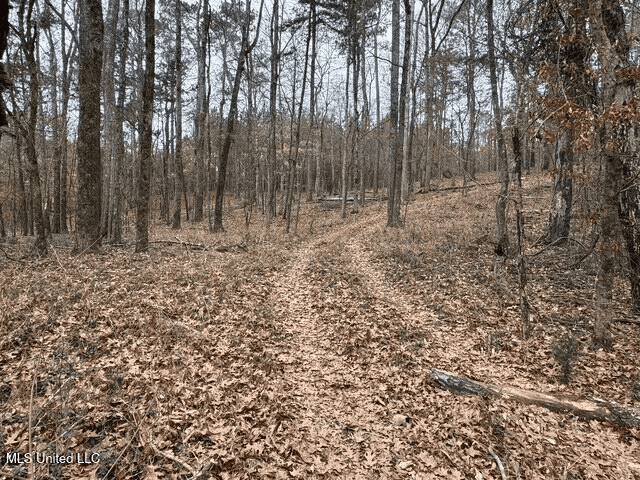 Prime Hunting/Recreation Tract near Homochitto Nat’l Forest