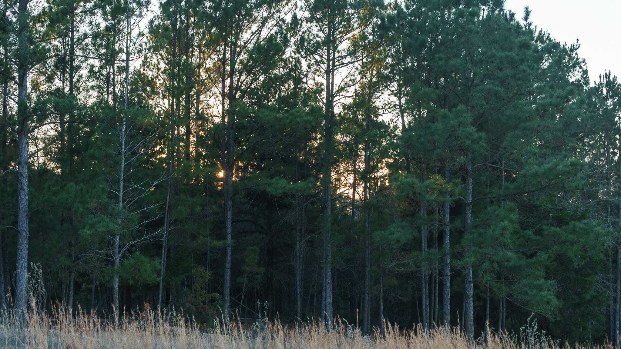 SOLD! 546-Acre Hunting Ranch for Sale | Deer, Waterfowl & Hogs | Bullard TX