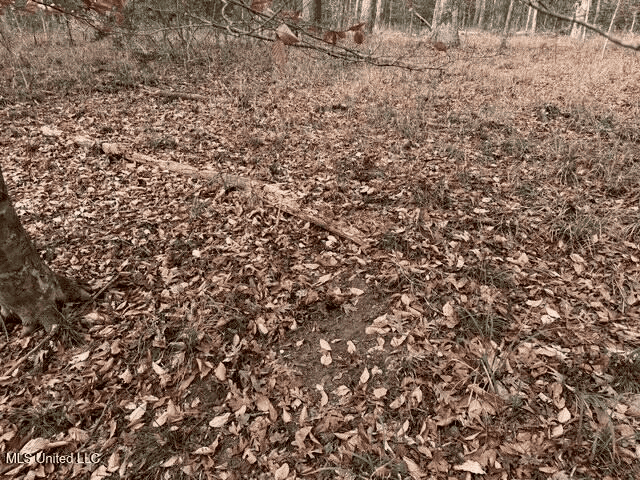 Prime Hunting/Recreation Tract near Homochitto Nat’l Forest