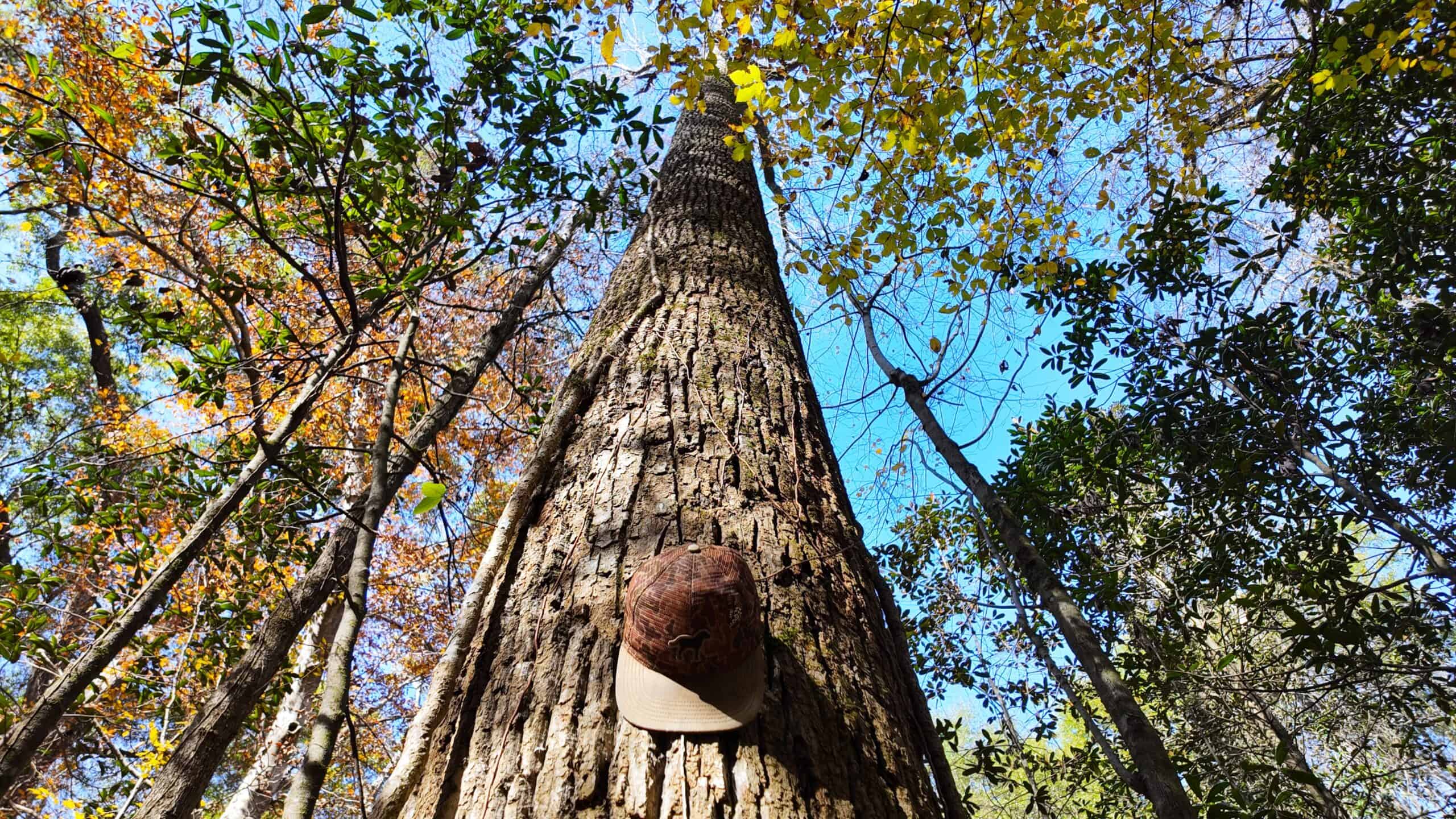 188 Acres for Sale in the Alabama River Bluff