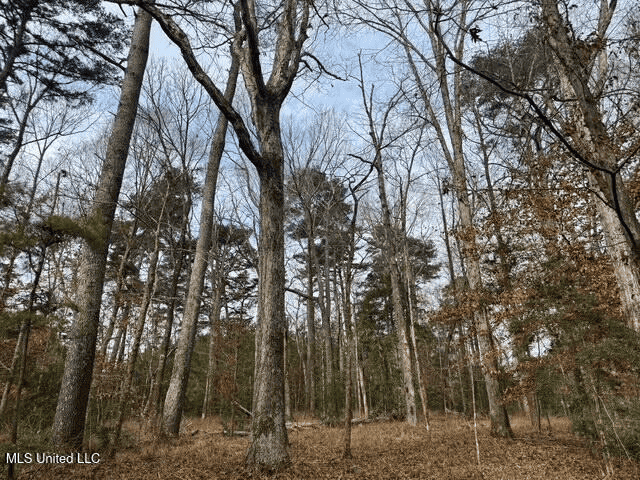 Prime Hunting/Recreation Tract near Homochitto Nat’l Forest