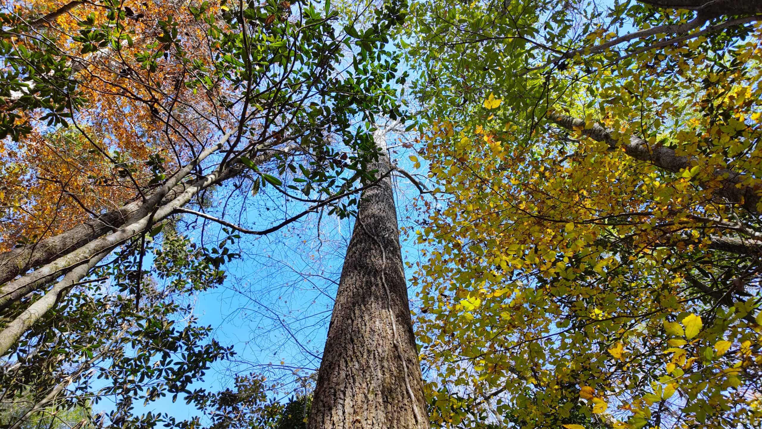 188 Acres for Sale in the Alabama River Bluff
