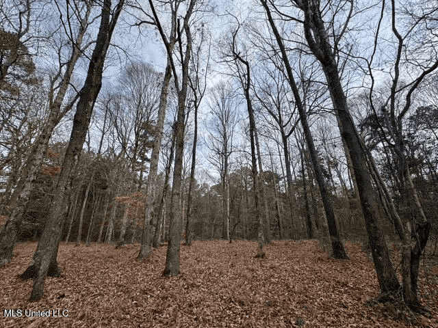 Prime Hunting/Recreation Tract near Homochitto Nat’l Forest