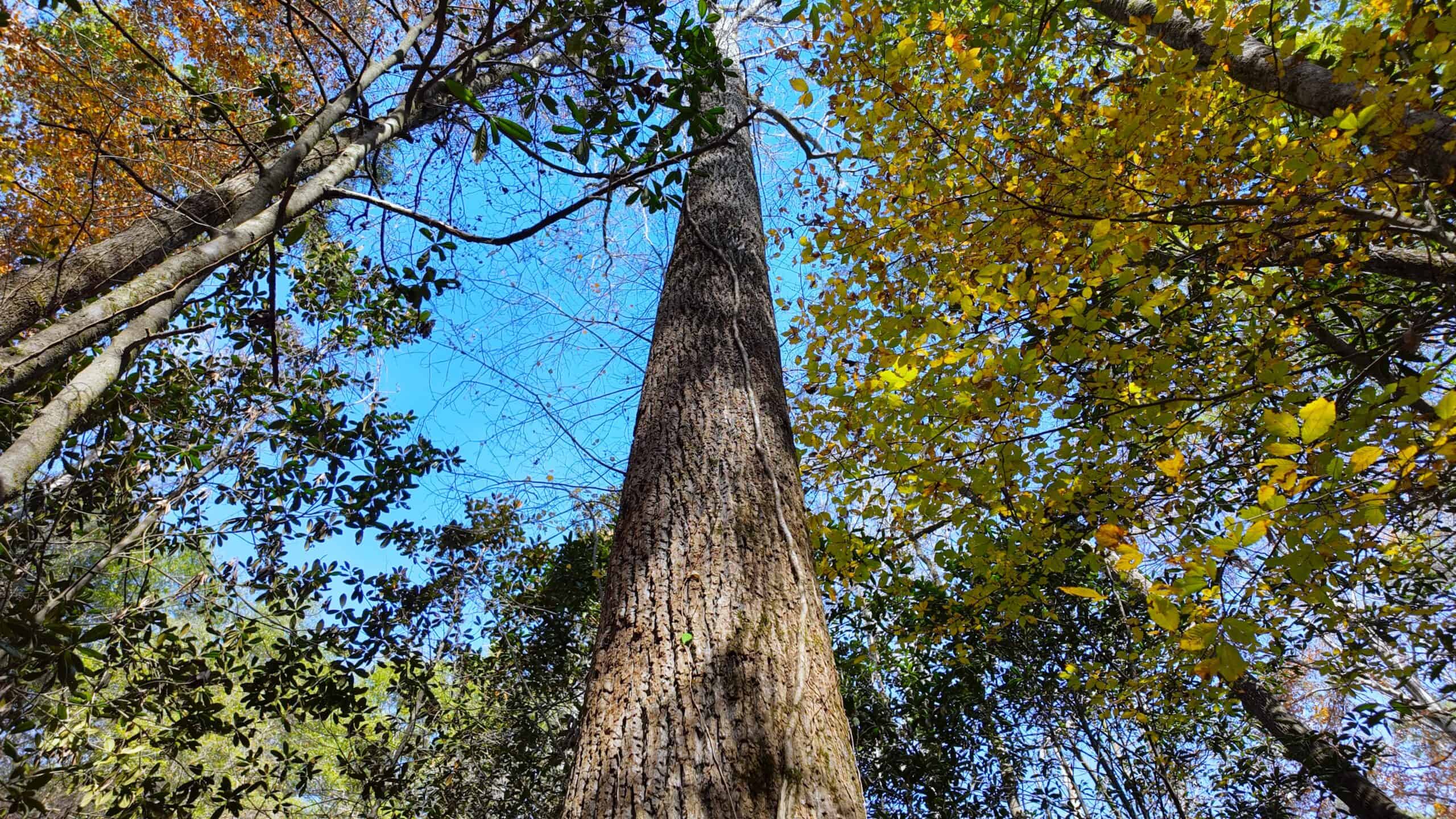 188 Acres for Sale in the Alabama River Bluff
