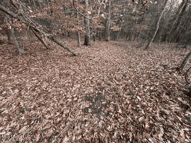 Prime Hunting/Recreation Tract near Homochitto Nat’l Forest