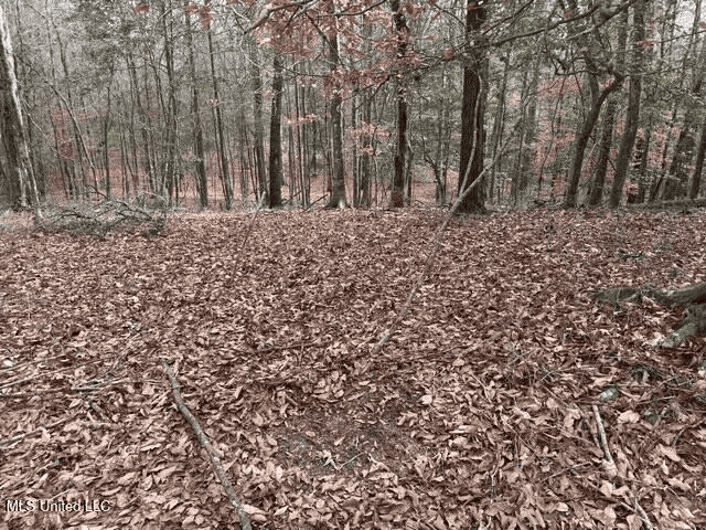 Prime Hunting/Recreation Tract near Homochitto Nat’l Forest