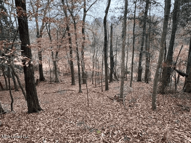 Prime Hunting/Recreation Tract near Homochitto Nat’l Forest