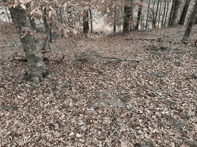 Prime Hunting/Recreation Tract near Homochitto Nat’l Forest