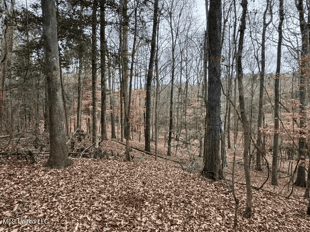 Prime Hunting/Recreation Tract near Homochitto Nat’l Forest