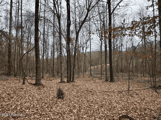 Prime Hunting/Recreation Tract near Homochitto Nat’l Forest
