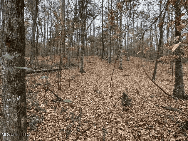 Prime Hunting/Recreation Tract near Homochitto Nat’l Forest