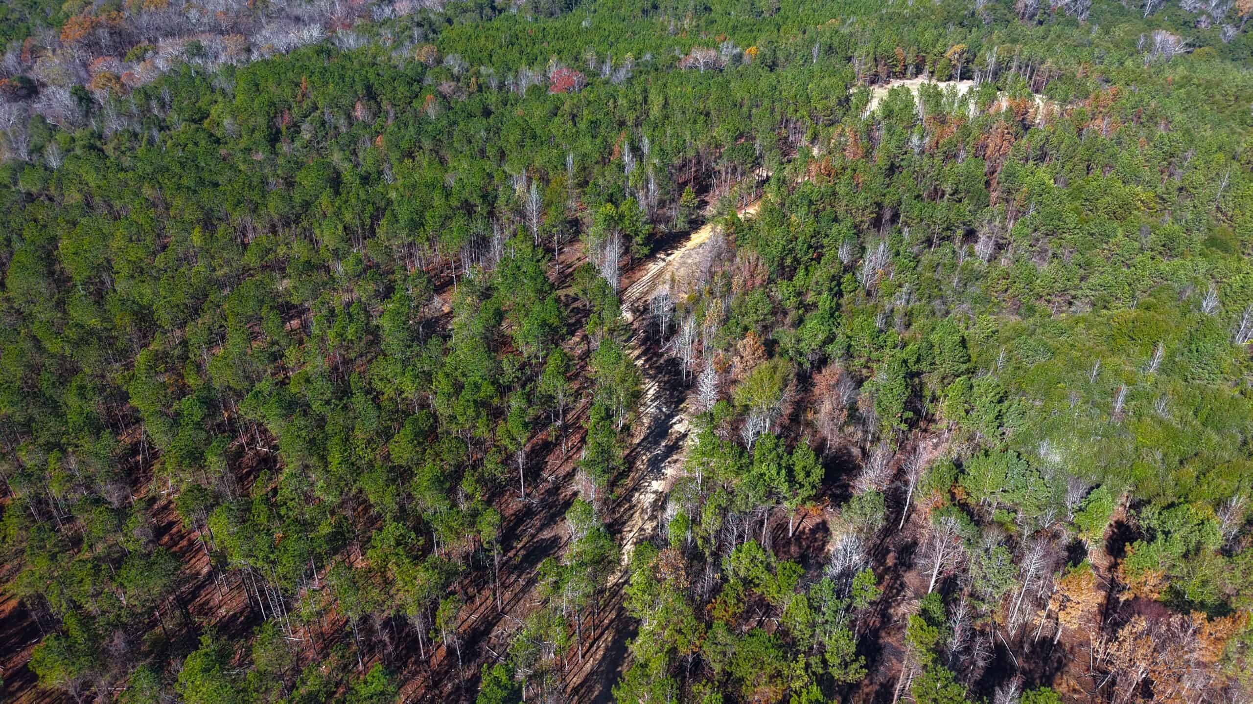 188 Acres for Sale in the Alabama River Bluff
